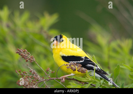Männliche amerikanische Stieglitz (Zuchtjahr Tristis) thront auf einem Ast Stockfoto