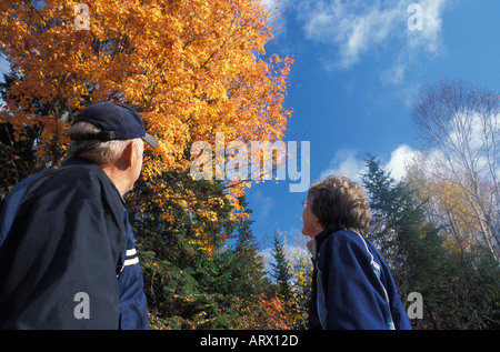 Applying paar auf der Suche ein Ahornbaum in vollem Herbstfarben Kanada Stockfoto