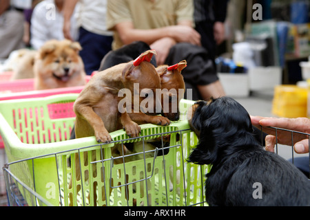 Haustier Straßenmarkt friedlichen Markt Qingping Lu Kanton Guangzhou China Welpen zu verkaufen Stockfoto