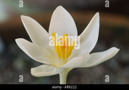 Crocus Tommasinianus 'Eric Smith'. Stockfoto