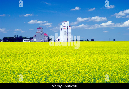 Culross Manitoba Getreidesilos und gelben Raps Feld in voller Blüte auf der kanadischen Prärie Stockfoto