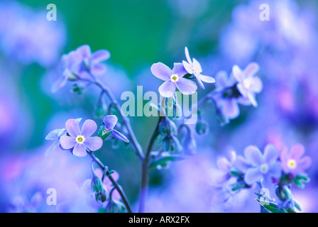 Alpine Vergiss mich nicht Myosotis Alpestris South Chilcotin Provincial Park-British Columbia-Kanada Stockfoto