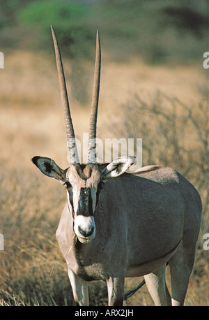 Porträt des männlichen Beisa Oryx Samburu National Reserve Kenia in Ostafrika Stockfoto