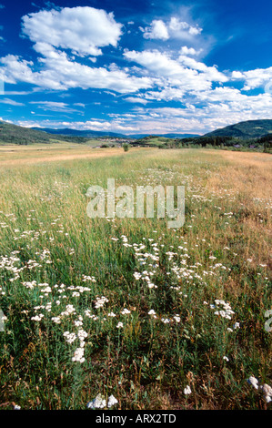 Weiße Blüten im Heu Feld Strawberry Park in der Nähe von Steamboat Springs CO USA Stockfoto