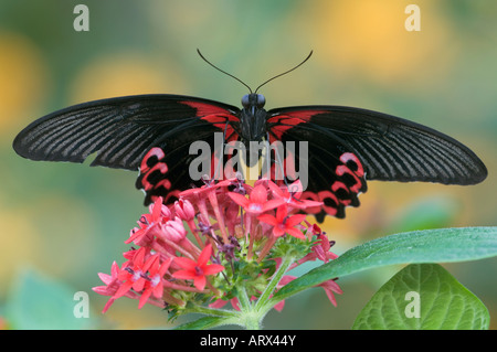 Tropischer Schwalbenschwanz in Callaway Gardens Schmetterlingshaus GA USA fotografiert Stockfoto