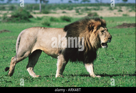 Großen männlichen Löwen mit außergewöhnlich feinen dunklen schwarzen Mähne Masai Mara National Reserve Kenia in Ostafrika Stockfoto