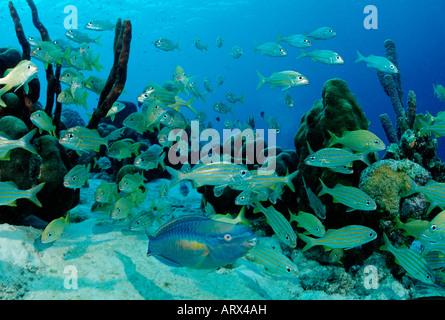 Prinzessin Papageienfisch zwischen Smallmouth Grunzen Scarus Taeniopterus Haemulon Chrysargyreum Karibik-Bonaire Stockfoto