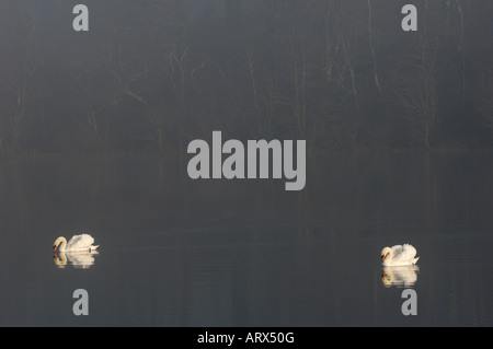 Höckerschwäne auf einem Teich Nebel am frühen Morgen County Down Stockfoto