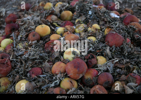 Äpfel im Herbst Kompostieren Stockfoto