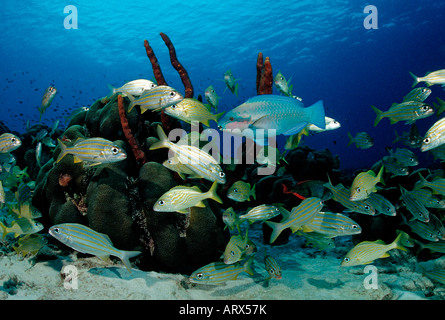 Prinzessin Papageienfisch zwischen Smallmouth Grunzen Scarus Taeniopterus Haemulon Chrysargyreum Karibik-Bonaire Stockfoto