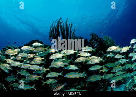 Schulbildung Smallmouth Grunzen Haemulon Chryargyreum Karibik-Bonaire Stockfoto