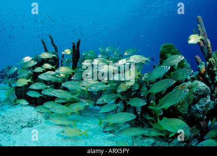 Schulbildung Smallmouth Grunzen Haemulon Chryargyreum Karibik-Bonaire Stockfoto