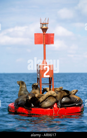 Mexiko Baja Sea of Cortes Kalifornien Seelöwen ruht auf den roten Marker Boje Magdalena Bay Stockfoto