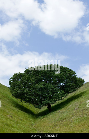 Einsamer Baum verlässt einen Häkchen Schatten auf die eingekerbte Hügel Stockfoto