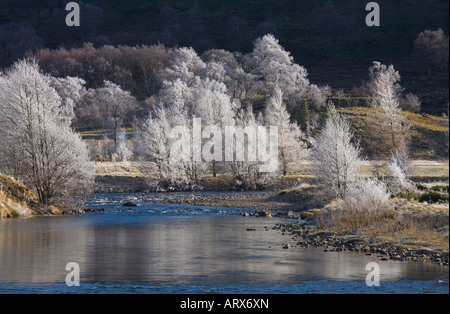 Reif an gefrorenen Bäumen am Flussufer; der Fluss Clunie und Milchbirken. Kalte winterlandschaften im januar in Braemar, Aberdeenshire, Schottland, Großbritannien Stockfoto