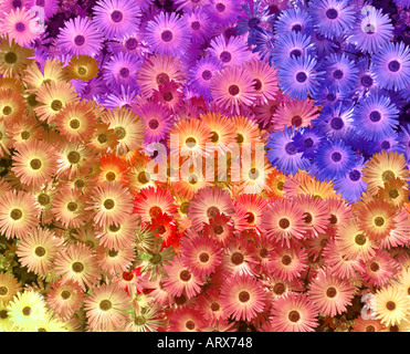 DIGITALE Kunst: Blütenpracht Stockfoto