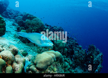 Queen-Papageienfisch am Korallenriff Scarus Vetula Karibik-British Virgin Islands Stockfoto