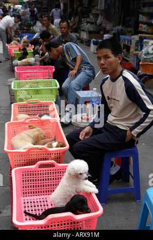 Haustier Straßenmarkt friedlichen Markt Qingping Lu Kanton Guangzhou China Welpen zu verkaufen Stockfoto