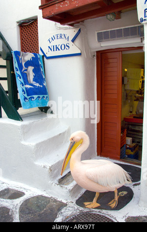 Der berühmte Pelikan Petros lenkt die Besucher zu den Restaurants in Little Venice in Hora auf der griechischen Insel Mykonos Griechenland Stockfoto