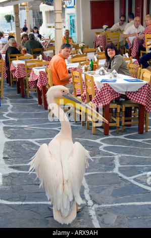 Der berühmte Pelikan Petros lenkt die Besucher zu den Restaurants in Little Venice in Hora auf der griechischen Insel Mykonos Griechenland Stockfoto