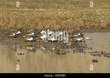 Steinwälzer Arenaria Interpres Kleingruppe auf küstennahen Marschen NorfolK Uk Februar Stockfoto