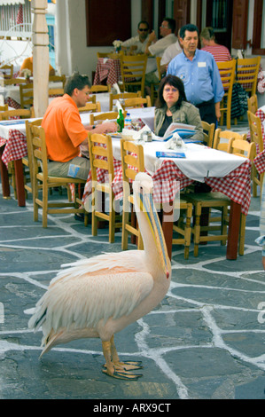 Der berühmte Pelikan Petros lenkt die Besucher zu den Restaurants in Little Venice auf der griechischen Insel Mykonos Griechenland Stockfoto