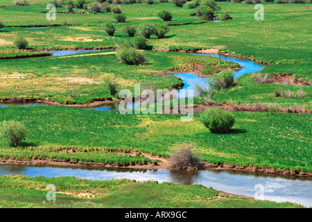 Bach schlängelt sich durch grüne Wiese Arapaho National Tierschutzgebiet Colorado USA Stockfoto