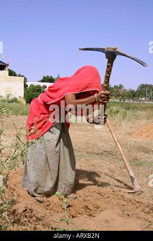 Dorf-Frau arbeitet im Bereich Rajasthan Indien Stockfoto