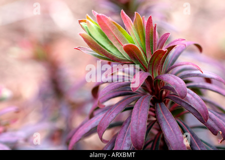 EUPHORBIA AMYGDALOIDES PURPUREA DIE BLATTFARBE WIRD BESONDERS INTENSIV IM WINTER GEZEIGT MITTE FEBRUAR Stockfoto