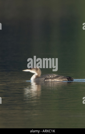 Great Northern Diver Gavia immer Stockfoto