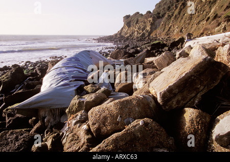 Gestrandeter Wal Steephill Cove Ventnor Isle Of Wight England Winter 2004 Stockfoto