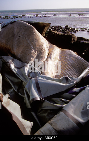 Gestrandeter Wal Steephill Cove Ventnor Isle Of Wight England Winter 2004 Stockfoto