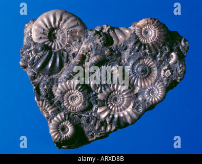 Fossile Ammoniten in frühen unteren Jura Kalkstein, unteren Lias, Marston Magna, Somerset, England, UK. Stockfoto