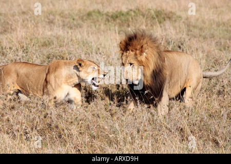 weibliche und männliche Löwen in der Massai Marra reservieren in Kenia Afrika Stockfoto