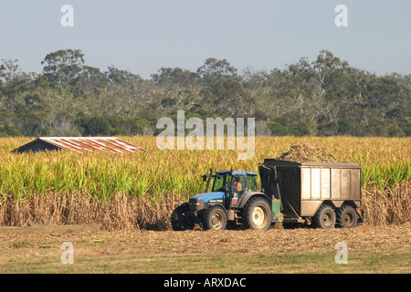 Ernte von Zuckerrohr in der Nähe von Hervey Bay-Queensland-Australien Stockfoto