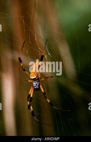 Goldene Seidenspinne Merritt Island Florida Stockfoto