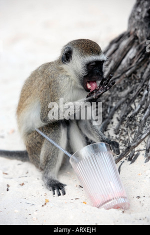 Vervet Affen Chlorocebus stehlen Nahrungsmittel in der Masai Mara reserve in Kenia Afrika Stockfoto