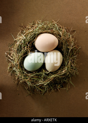 Bioeier alte Cotswold erscheinen Bio-Huhn in einem nest Stockfoto