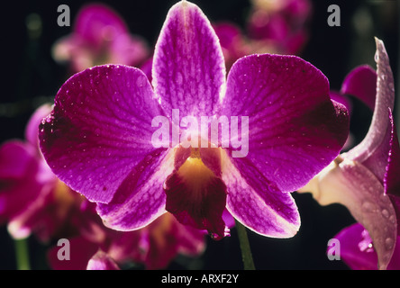 Hintergrundbeleuchtung scheint durch eine rosa Orchidee vanda Stockfoto