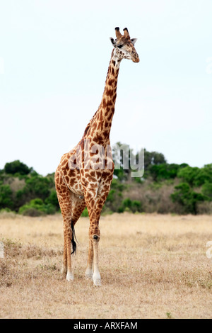 Masai oder Kilimanjaro Giraffe Giraffidae Beweidung in den schönen Ebenen der Masai Mara Reserve in Kenia Afrika Stockfoto