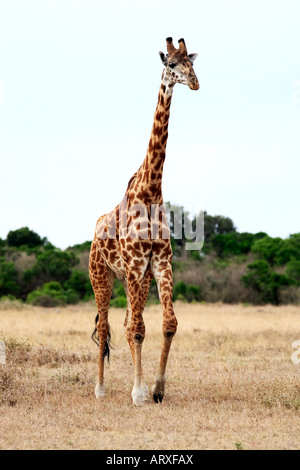 Masai oder Kilimanjaro Giraffe Giraffidae Beweidung in den schönen Ebenen der Masai Mara Reserve in Kenia Afrika Stockfoto