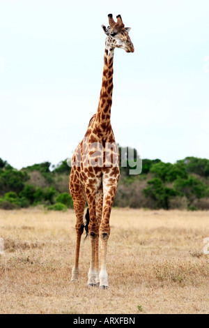 Masai oder Kilimanjaro Giraffe Giraffidae Beweidung in den schönen Ebenen der Masai Mara Reserve in Kenia Afrika Stockfoto