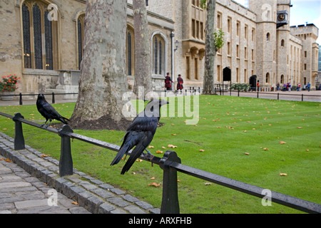 Raven Sie-Corvus Corax in den Tower of London Stockfoto