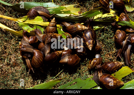 Riesigen afrikanischen Schnecke oder Acatina Fulica, massing Stockfoto