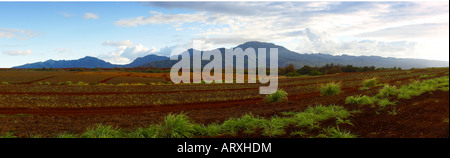 Blick auf die Ananas Felder vor der Waianae Bergkette. Stockfoto