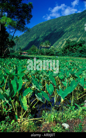 Taro-Bauernhof im Waipio Valley auf der Big Island Stockfoto