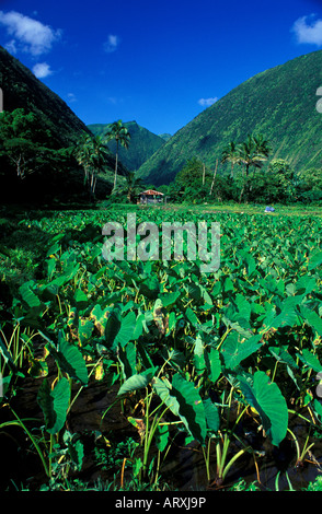 Taro-Bauernhof im Waipio Valley auf der Big Island Stockfoto