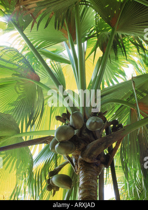 Riesige Kokosnüsse von Palmen an Vallée de Mai auf Praslin Insel auf den Seychellen hängen Stockfoto