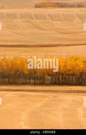 Herbstfarben im Big Muddy Tal in malerischen südlichen Saskatchewan Kanada Stockfoto