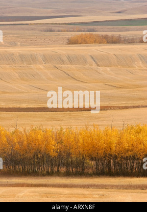 Herbstfarben im Big Muddy Tal im malerischen südlichen Saskatchewan Stockfoto